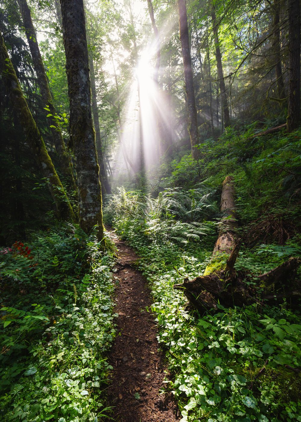 dave-hoefler-zT-kRJAwiqk-unsplash